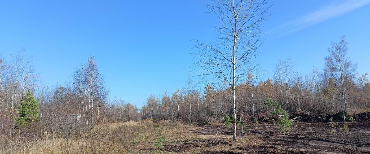 земля городской округ Шатура п Воймежный 1-я линия фото 4