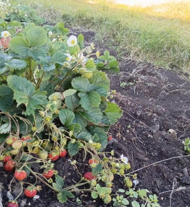 дом р-н Учалинский д Старобайрамгулово ул Центральная 83а Тунгатаровский сельсовет фото 9