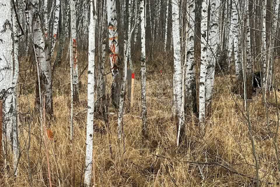 земля р-н Нижнетавдинский снт Сундукуль ул Малиновая фото 1