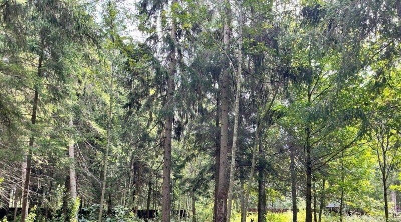 земля городской округ Рузский Эмеральд Вилладж кп, ул. Львиное Сердце фото 5