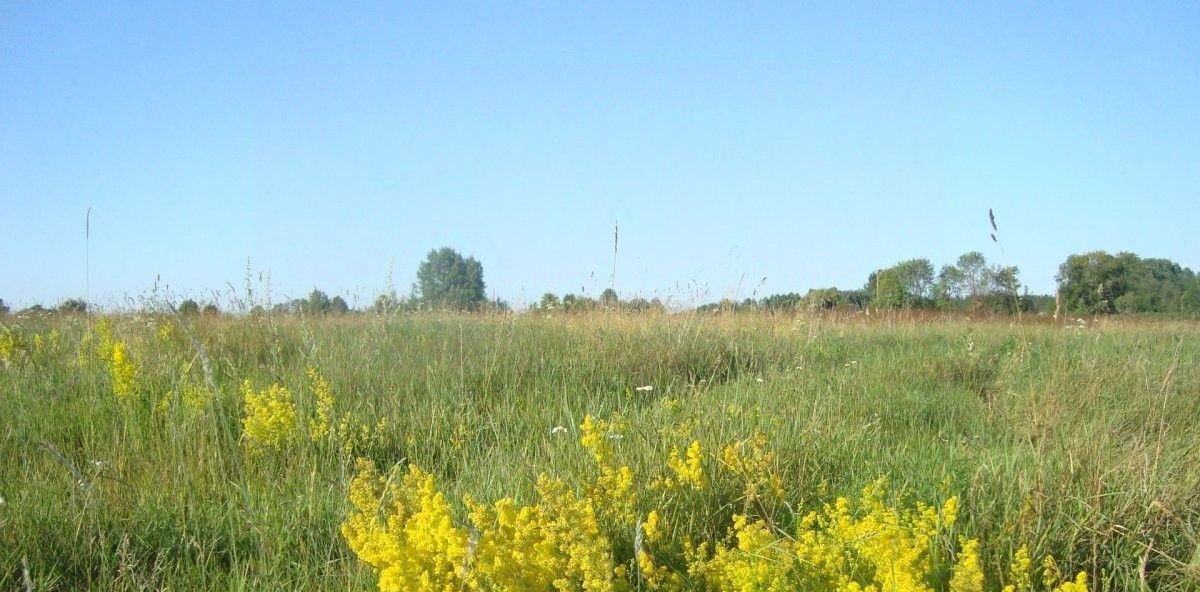 земля р-н Выборгский п Ермилово Приморское городское поселение фото 1