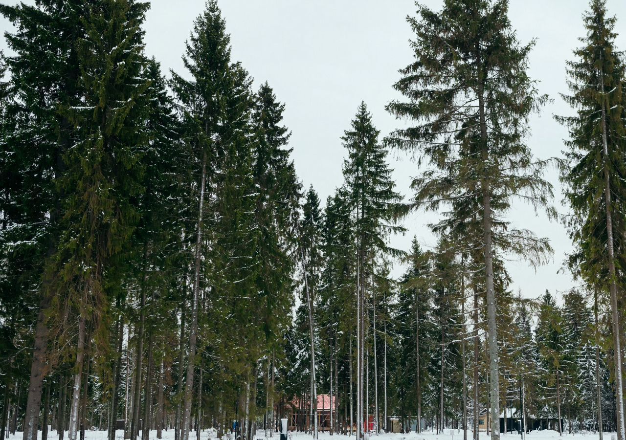 земля городской округ Солнечногорск п Жуково ул Красная 8 36 км, г. о. Солнечногорск, Поварово, Ленинградское шоссе фото 36