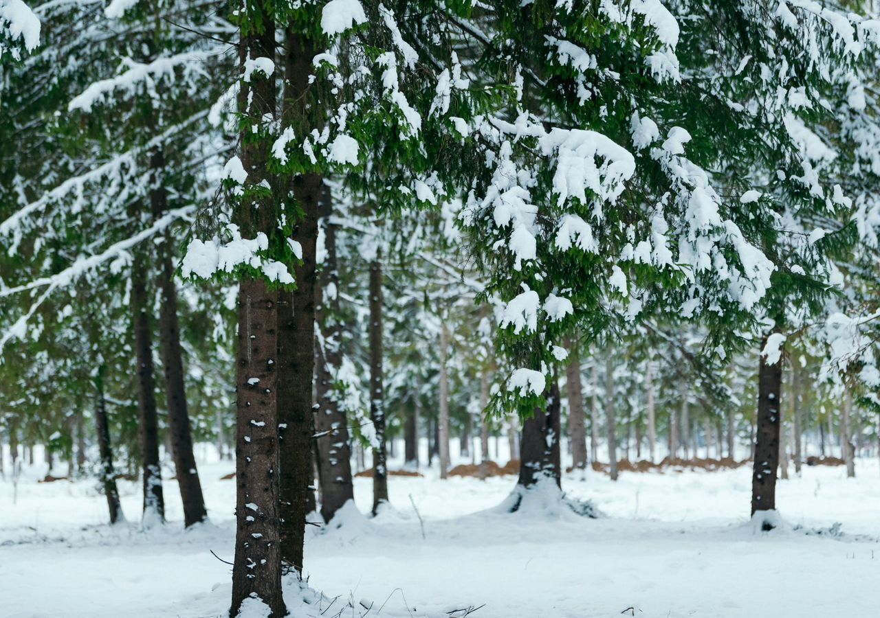 земля городской округ Истра д Верхуртово 48 км, г. о. Истра, Глебовский, Ленинградское шоссе фото 39