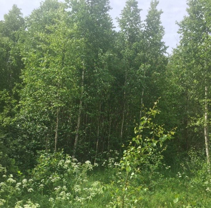 земля р-н Всеволожский д Проба Рахьинское городское поселение, Девяткино фото 3