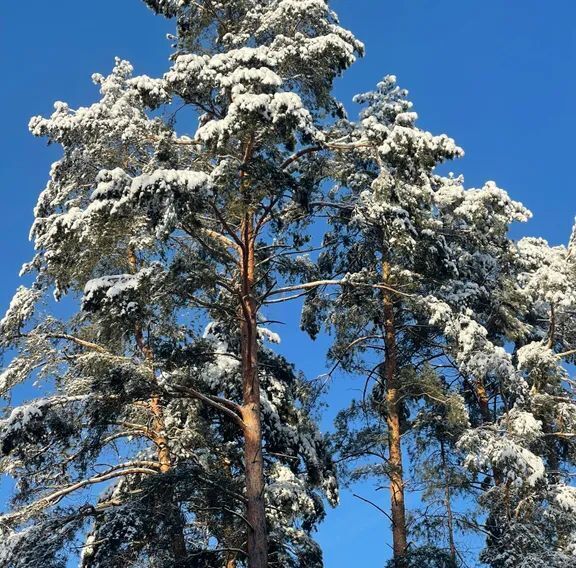 дом городской округ Талдомский снт тер.Советский художник ДНТ, 41, Коломна городской округ фото 32