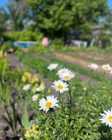 р-н Цильнинский рп Цильна ул Заводская 12 Цильнинское городское поселение фото