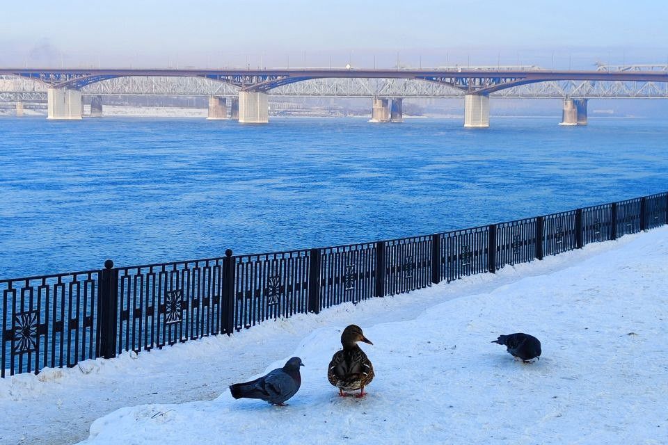 квартира г Красноярск р-н Свердловский ул Лесников 51 Красноярск городской округ фото 3