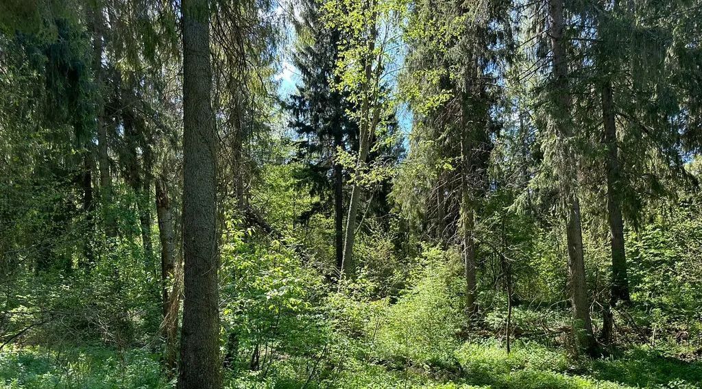 дом городской округ Дмитровский д Шадрино 210 фото 20