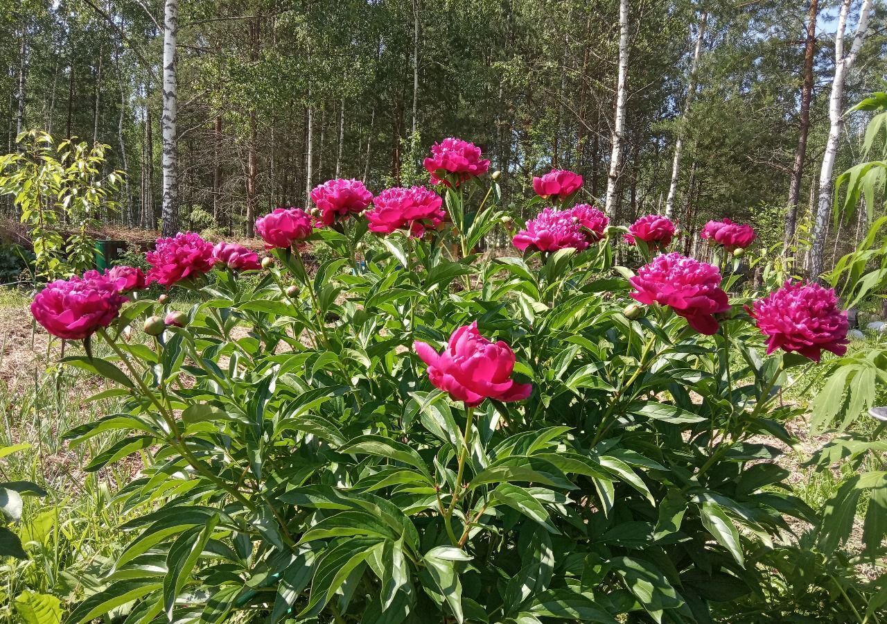 земля р-н Дзержинский п Товарково сельское поселение Сени, родовое поселение Милёнки фото 17