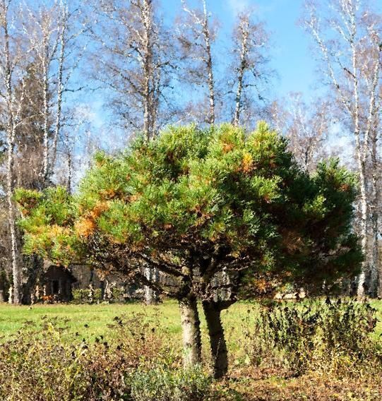 квартира городской округ Одинцовский г Звенигород пос. Дома отдыха Связист фото 2