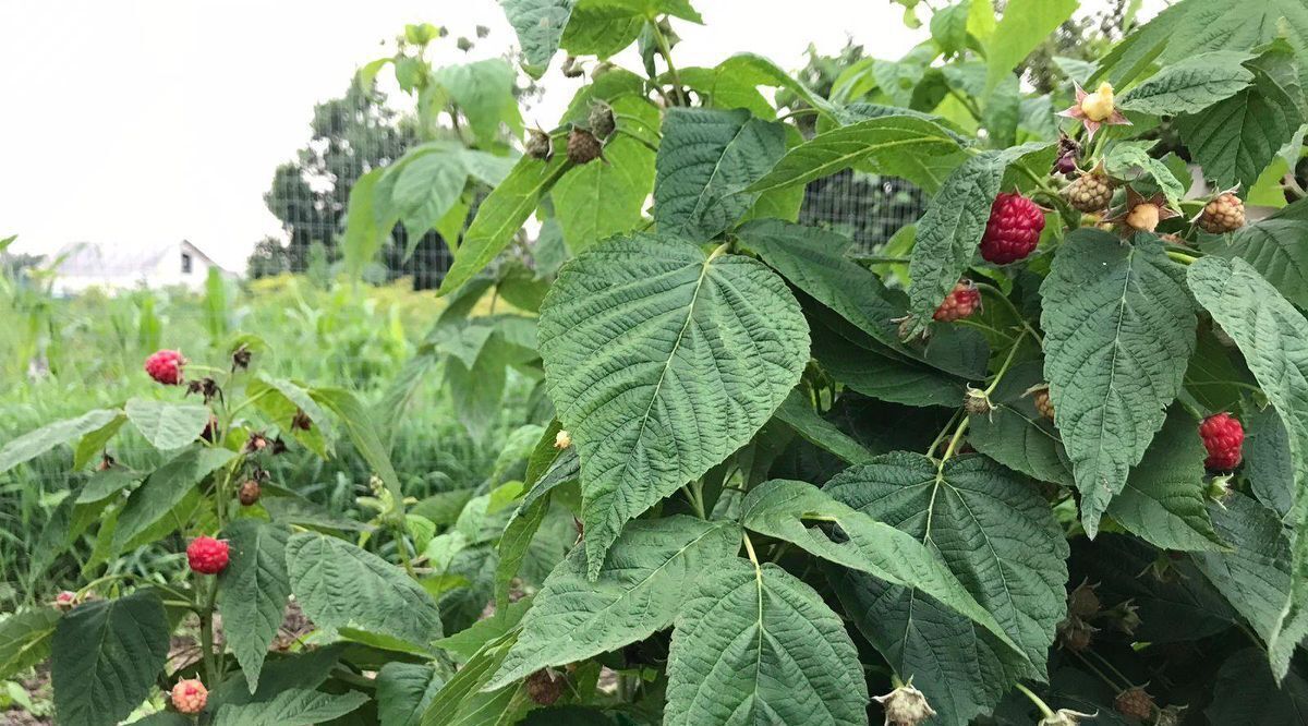 дом р-н Шкотовский пгт Шкотово ул Ключевая 1 Шкотовское городское поселение фото 19