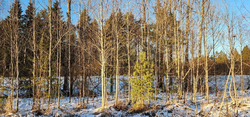 земля р-н Выборгский фото 4