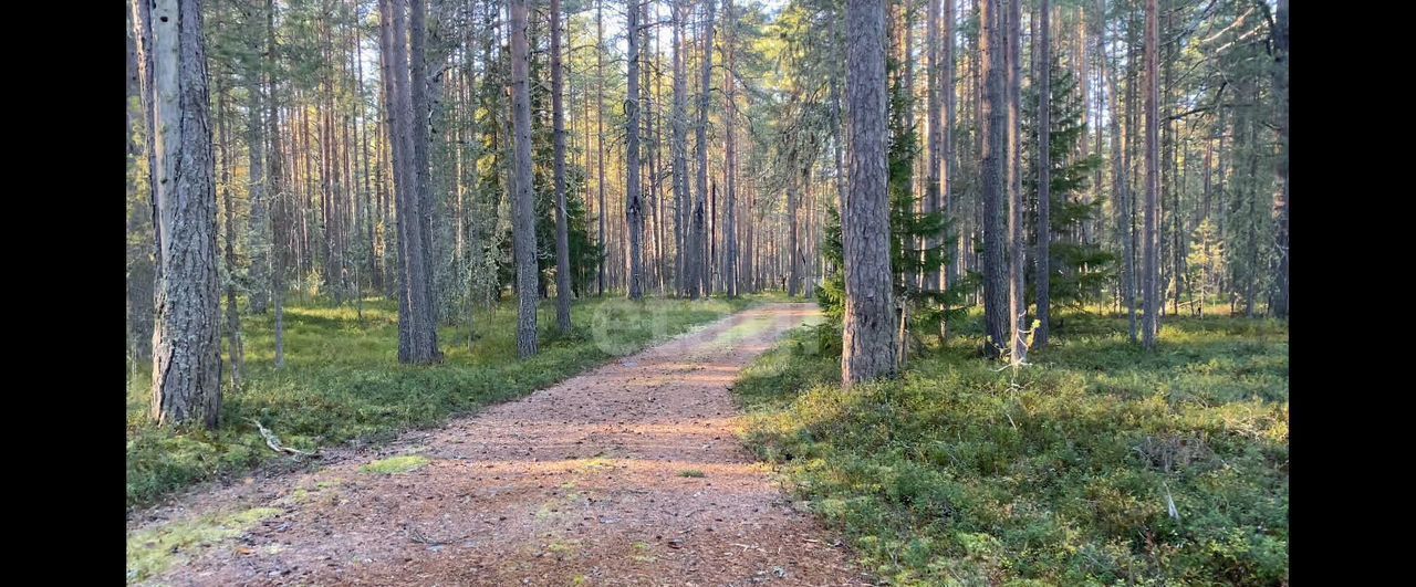 земля р-н Медвежьегорский пгт Пиндуши Повенецкое городское поселение, местечко Войгуба фото 26