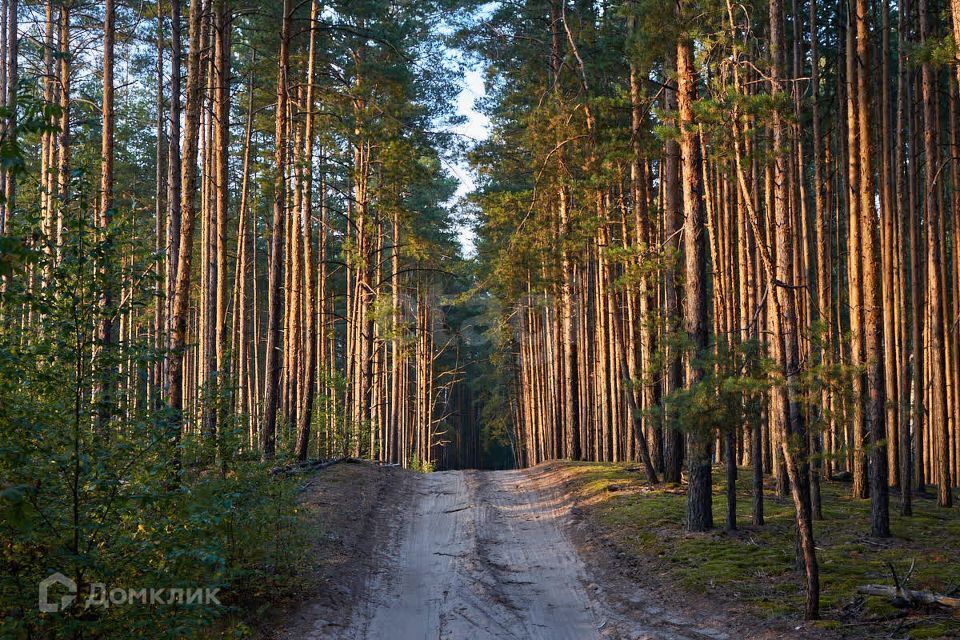 земля р-н Порховский д. Лягушица фото 4