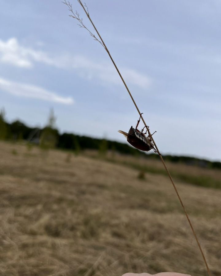 земля р-н Рязанский с Кораблино Вышгородское сельское поселение, коттеджный пос. Кораблино-Парк, Мурмино фото 4