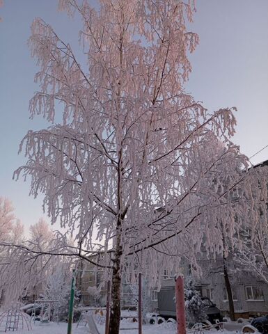 земля д Борки ул В.Е.Покровского Борковское сельское поселение, Панковка фото