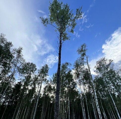 земля снт Защита Токсовское городское поселение фото