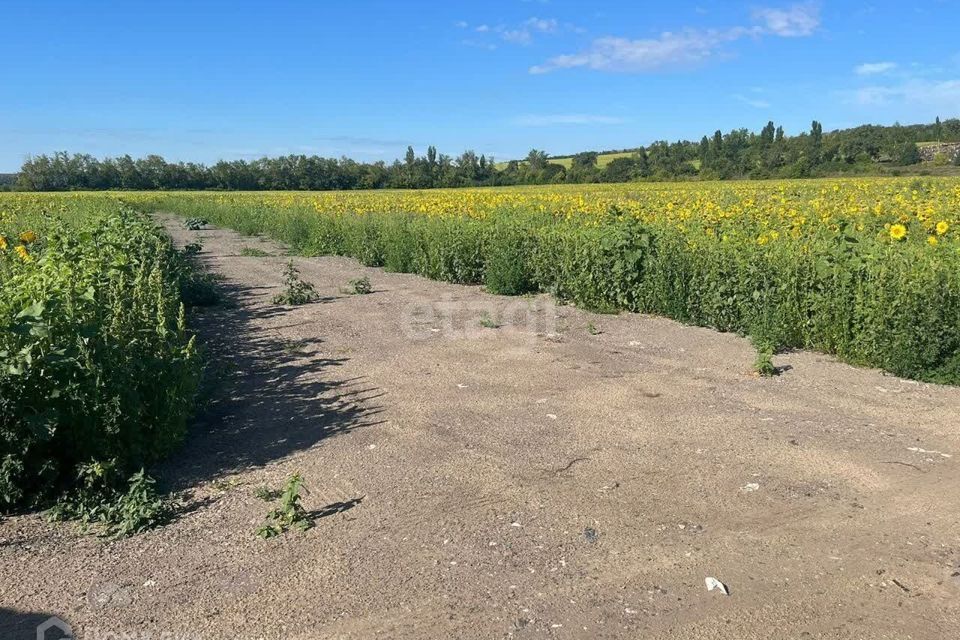 земля р-н Хохольский с. Новогремяченское фото 2