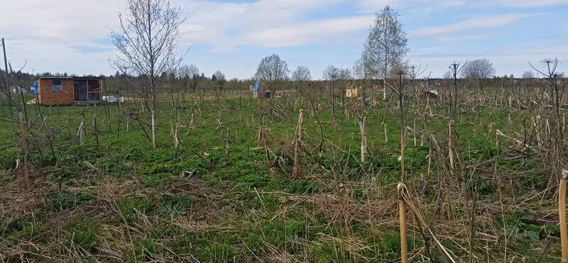 земля р-н Волосовский д Руссковицы Большеврудское сельское поселение фото 7