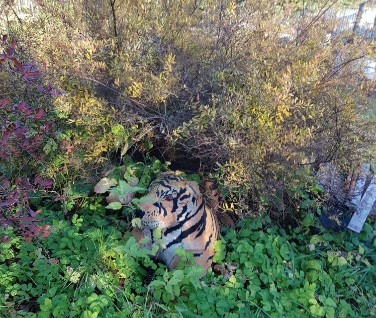 земля р-н Тосненский садовое некоммерческое товарищество Спектр, 1 фото 10