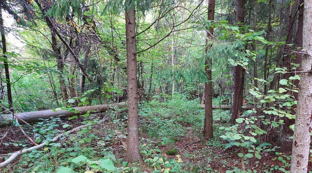 земля городской округ Красногорск д Степановское снт Лесное Нахабино, 32 фото 9