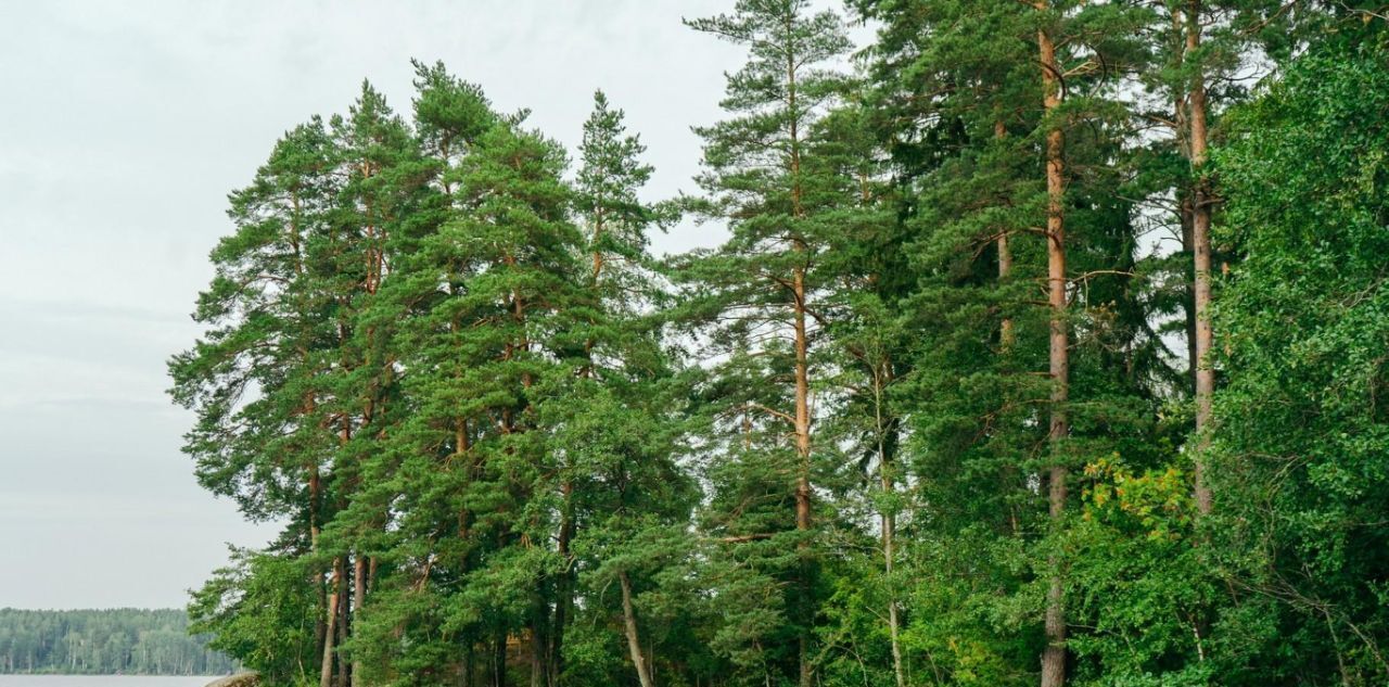 земля р-н Выборгский Приморское городское поселение, Сосновый пляж кп фото 13