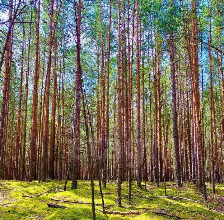 земля р-н Тюменский д Криводанова Лес. Река. Криводанова кп фото 2