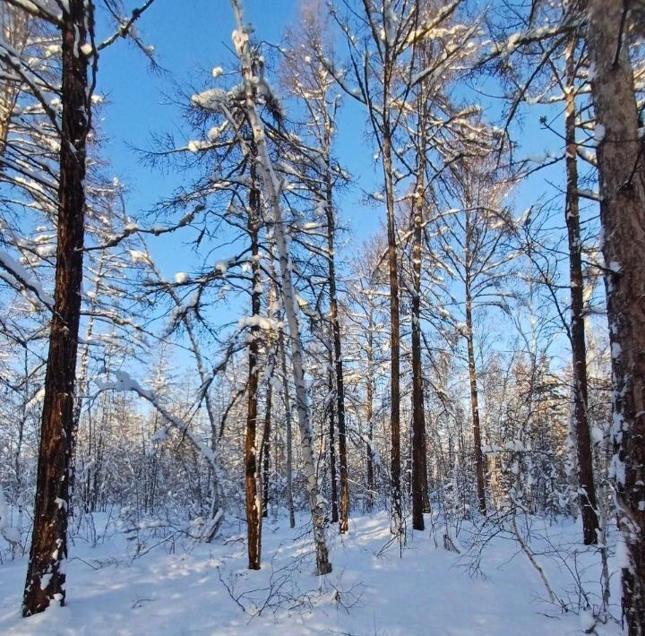 земля г Якутск Покровский тракт, 16-й км фото 1