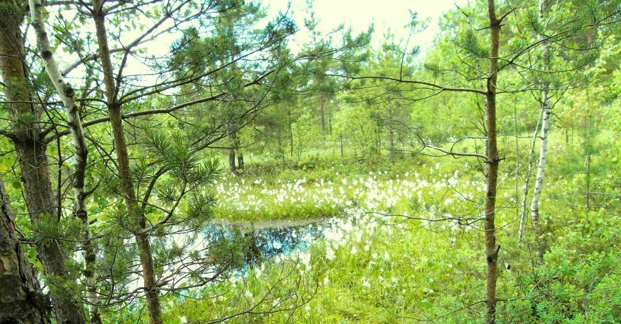 земля городской округ Сергиево-Посадский с Бужаниново ул Лесная 16 фото 2