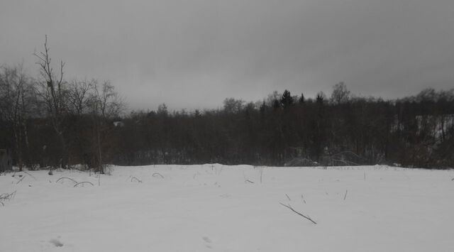 городской округ Шаховская д Бролино фото