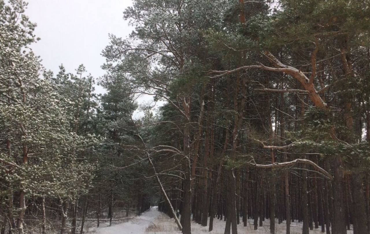 земля р-н Курский д Зорино ул Лесная Рышковский сельсовет, Курск фото 1