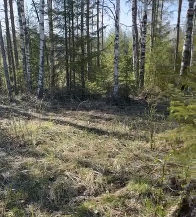 земля р-н Выборгский Приморское городское поселение, Тишь да гладь кп, 133 фото 8