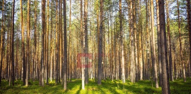 Вымпел кп, Нахабино фото