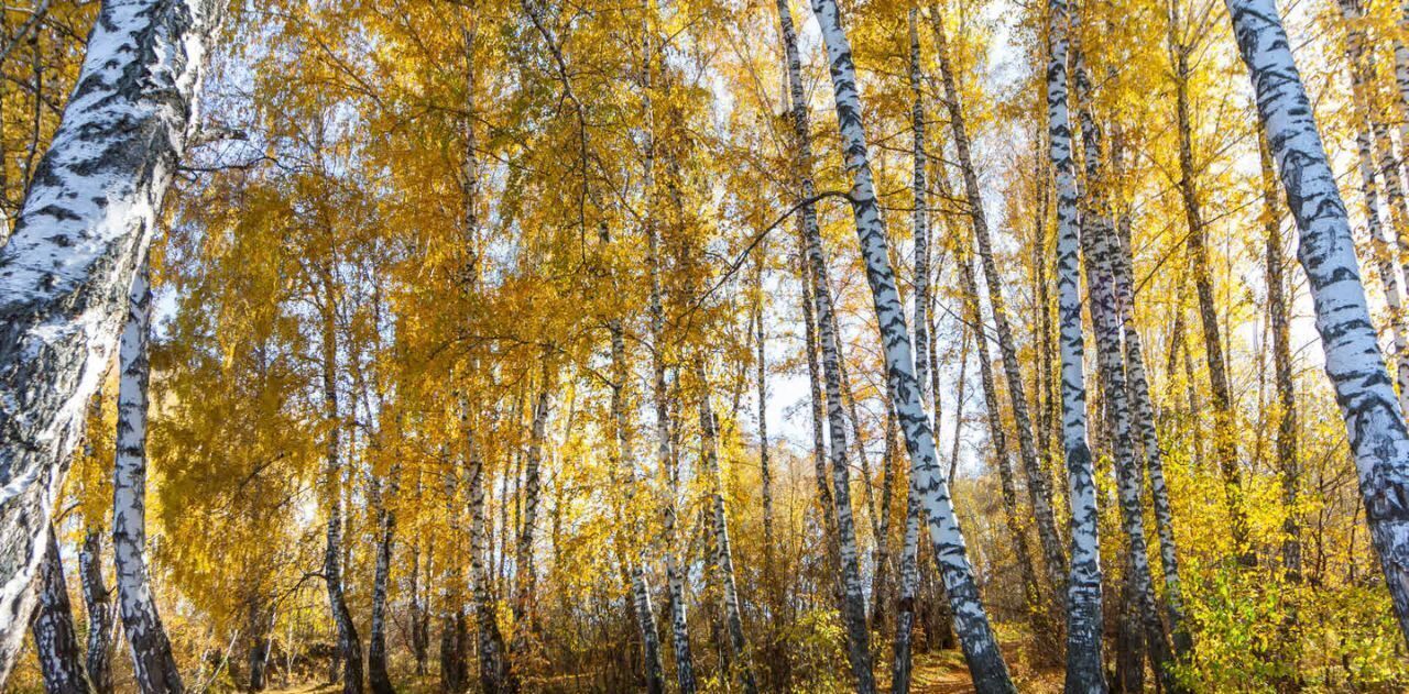 дом р-н Искитимский п Агролес ул Береговая сельсовет, Мичуринский фото 11