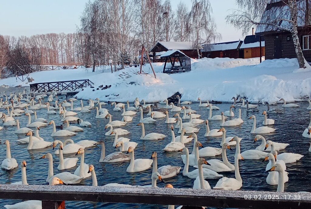 дом р-н Алтайский с Нижнекаменка Нижнекаменский сельсовет фото 20