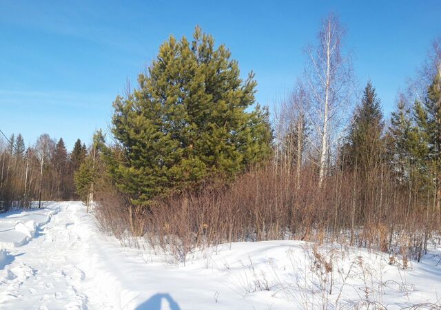 снт Север Завьялово фото