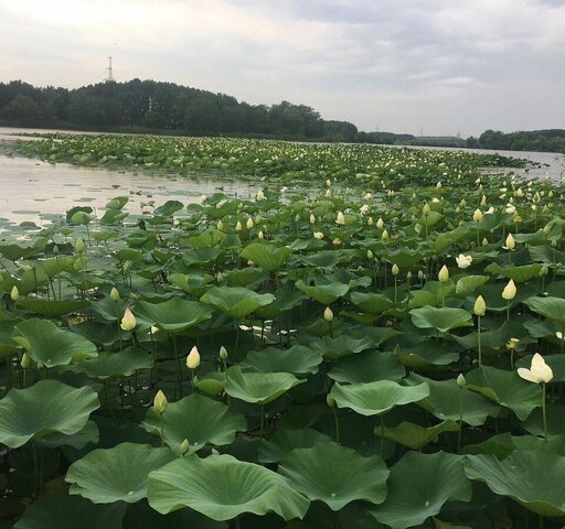 с Суворовское Суворовское сельское поселение, Пластуновская фото