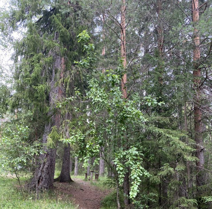 земля р-н Гатчинский Сиверское городское поселение, Лесовод садовое товарищество, 3 фото 5