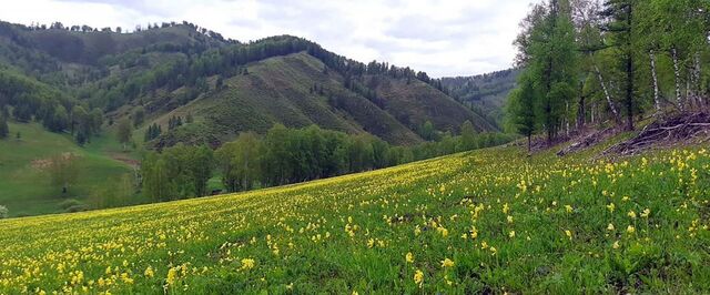 земля Горно-Алтайск фото