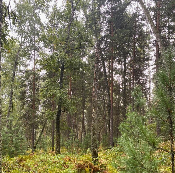 земля г Красноярск р-н Октябрьский ул Курганская фото 5