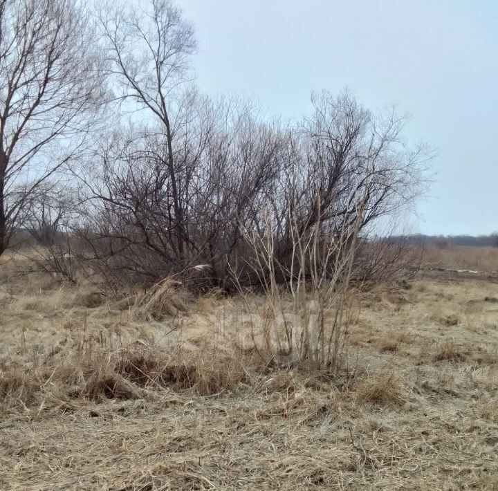 земля р-н Надеждинский п Давыдовка фото 11