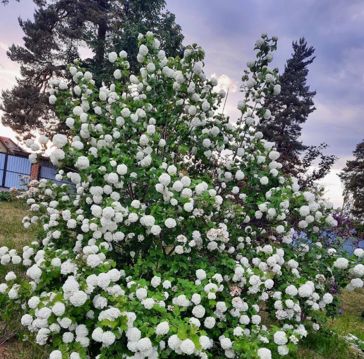 дом р-н Новодугинский д Липецы ул Молодежная фото 22