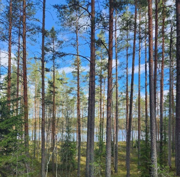 дом р-н Выборгский Приморское городское поселение, Тишь да гладь кп, 82 фото 13