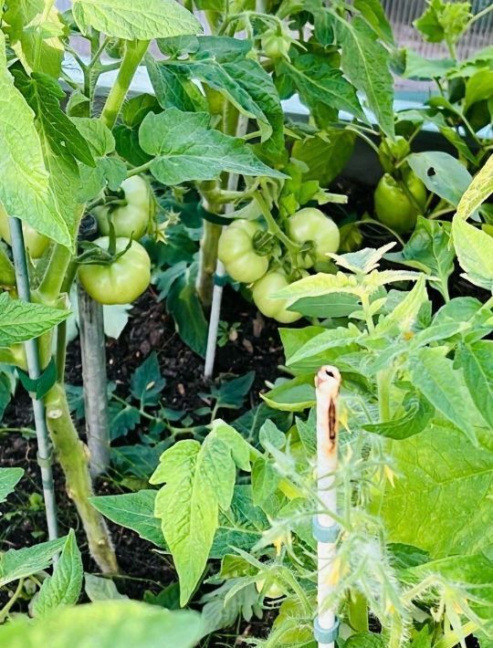 дом городской округ Талдомский г Талдом снт Автомобилист 634 фото 28
