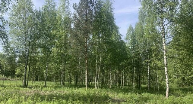 Красносельское с пос фото
