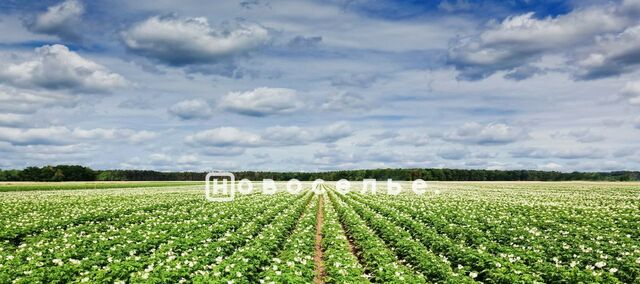 с Большие Пекселы ул Центральная 63 Занино-Починковское с/пос фото с Большие Пекселы ул Центральная 63 Занино-Починковское с/пос фото