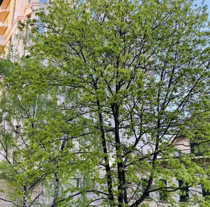 квартира г Москва метро Новокузнецкая наб Овчинниковская 22/24с 2 фото 9