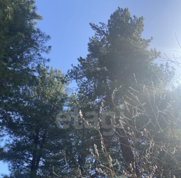 земля г Междуреченск снт Знамя Шахтера Еловая линия, 610 фото 4