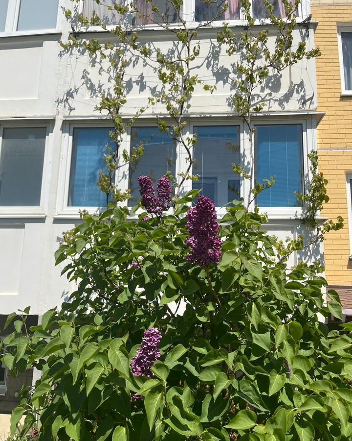 квартира р-н Анапский г Анапа ул Ленина 192 фото 18