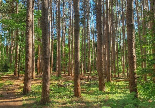 земля 43 км, Чехов, Симферопольское шоссе фото